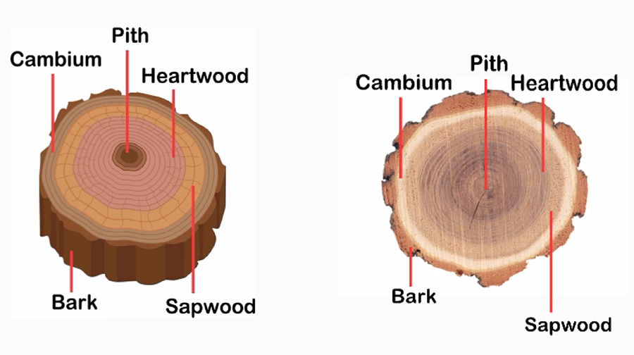 Tree Anatomy Drawing and Naming | Palo Duro Hardwoods Blog